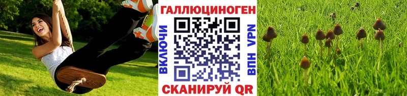 Купить закладки  Суровикино  Псилоцибиновые грибы Magic Shrooms 